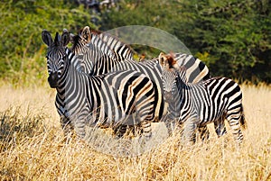 Burchell's Zebras (Equus burchellii) photo