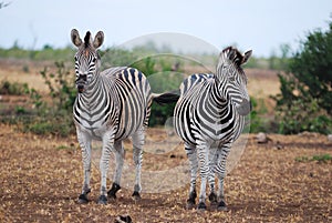 Burchell's Zebras (Equus burchellii)