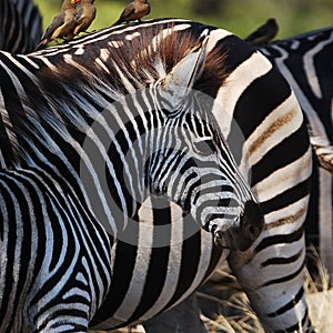 Burchell's Zebras (Equus burchellii) photo