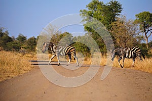 Burchell's Zebras (Equus burchellii) photo