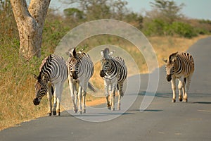 Burchell's Zebras (Equus burchellii)