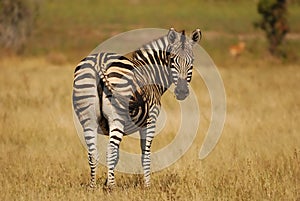 Burchell's Zebras (Equus burchellii)