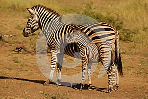 Burchell's Zebras (Equus burchellii)