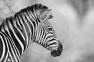 Burchell's Zebras (Equus burchellii)