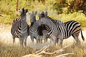 Burchell's Zebras (Equus burchellii)