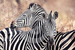 Burchell's Zebras (Equus burchellii) photo