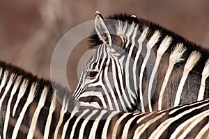 Burchell`s Zebras (Equus burchellii) photo