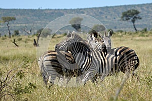 Burchell's zebras (Equus quagga burchellii)