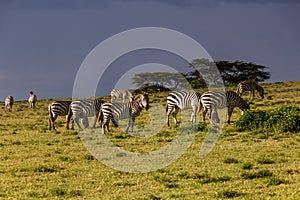 Burchell's zebras (Equus quagga burchellii) at Crescent Island Game Sanctuary on Naivasha lake, Ken