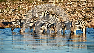 Burchell`s zebras Equus quagga burchellii drink at a waterhole