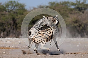 Burchell`s zebras are fight, etosha nationalpark, namibia, equus burchelli