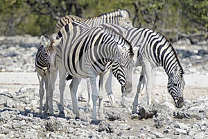 Burchell\'s zebras with foal