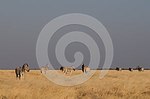 Burchell`s zebras in the grasslands, etosha nationalpark, namibia, equus burchelli