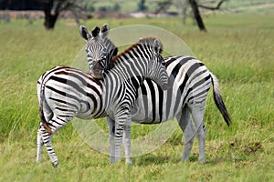 Burchell's zebras in love