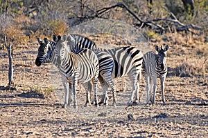 Burchell`s zebras photo