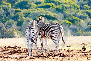 Burchell`s Zebras staring to the bushes