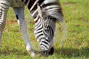 Burchell Zebra photo