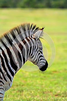 Burchell Zebra photo