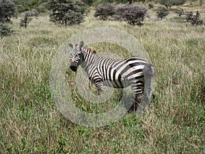 Burchell Zebra