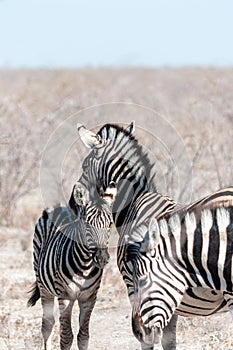 Burchell zebra -Equus quagga burchelli- Grazing on the plains of Etosha