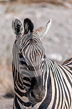 Burchell zebra -Equus quagga burchelli- Grazing on the plains of Etosha