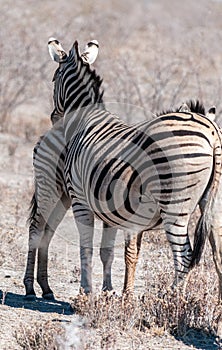 Burchell zebra -Equus quagga burchelli- Grazing on the plains of Etosha