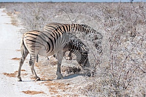 Burchell zebra -Equus quagga burchelli- Grazing on the plains of Etosha
