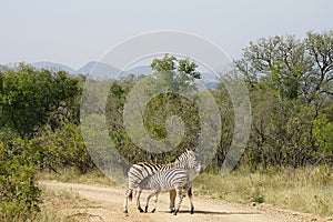Burchell Zebra Kruger National Park