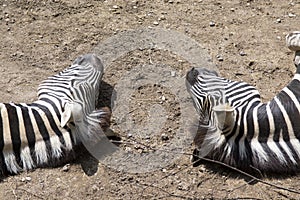Burchell zebra lie on the ground, two heads, sleaping