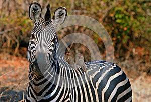 Burchell zebra looking at camera with two oxpeckers on it`s back