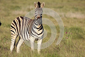 Burchell Zebra portrait photo