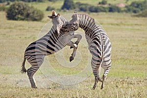 Burchell zebras photo