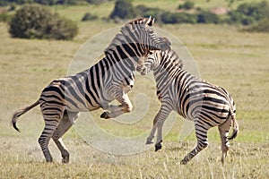 Burchell zebras photo