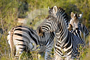 Burchell zebras photo