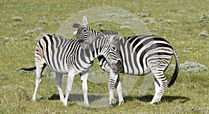 Burchell zebras playing in the field,