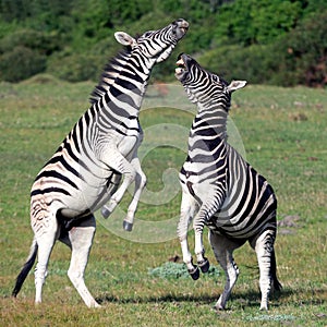 Burchell zebras playing in the field,
