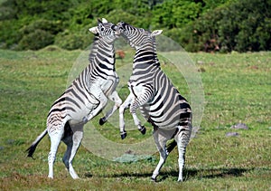 Burchell zebras playing in the field, zebras playing in nature reserve in South Africa