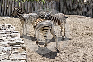 Burchell zebras playing, group of animals