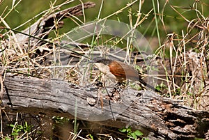 Burchells Coucal