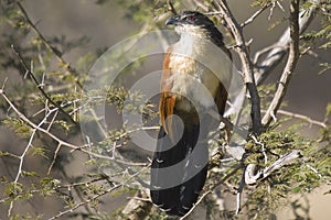 Burchells Coucal (Centropus burchellii)