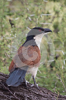 Burchells Coucal Centropus burchellii closeup perched alone on a tree with bokeh