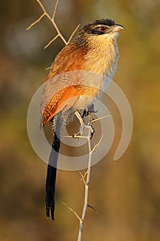Burchells coucal perched on a branch