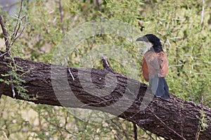 Burchells Coucal perched in a tree