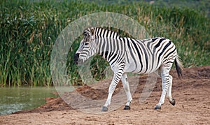 Burchells or Plains Zebra Drinking Water