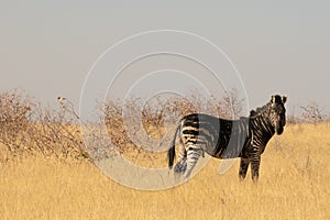 Burchells or plains zebra, unique markings, mostly black - equus quagga, with melanistic markings in Etosha National Park, Namibia