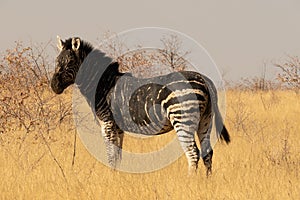 Burchells or plains zebra, unique markings, mostly black - equus quagga, with melanistic markings in Etosha National Park, Namibia