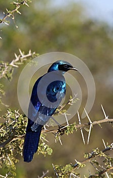 Burchells Starling - Botswana