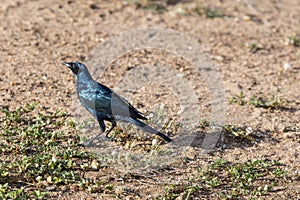 Burchells Starling on ground at Kruger park, South Africa