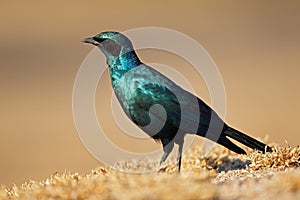 Burchells starling