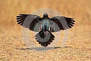 Burchells starling landing